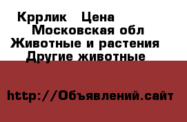 Кррлик › Цена ­ 1 500 - Московская обл. Животные и растения » Другие животные   